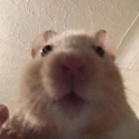 노 을 (@tilakhui) 's Twitter Profile