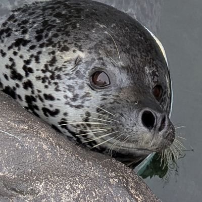 星野源さんと猫とアザラシとちいかわうさぎとラーメンが好きです。
主にアザラシですがその他もあり
アイコンはGAOのピボ(ターボ)
ヘッダーは弟のジャンボくん(反転してます)