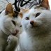 サッカー猫 (@pawtballfc) Twitter profile photo サッカー猫 (@pawtballfc) Twitter profile photo