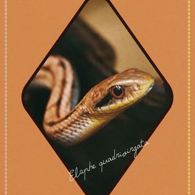 watashikaiho's profile picture. おっぱいよりちんちんのほうが好き。
ぼにゅーよりせーえきのほうが好き。
もはやわたしは生殖を目的としない性交にしか興味がありません。