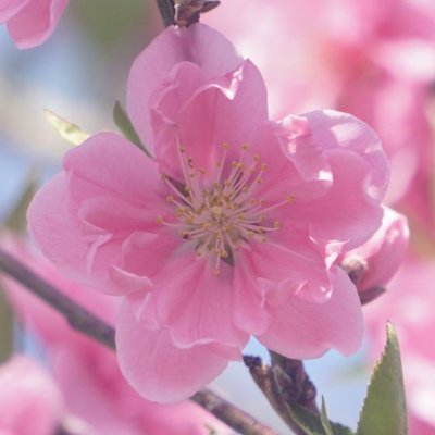 いろんなことを精一杯楽しもう!
筋トレ ダイエット 自分磨き頑張る 2025.4.3現在 174cm 79.7kg ドウェイン・ジョンソン憧れる #筋トレ #ダイエット #自分磨き