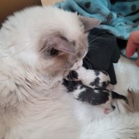 qの猫 (@kumari1999513) Twitter profile photo