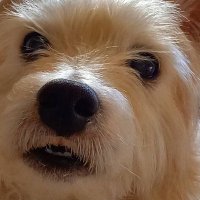 ぽ こ め (@po___pppyyyeee) 's Twitter Profile