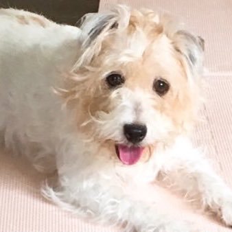 うさこ♡虹色PLUS🌈👭🐶🌹さんのプロフィール画像