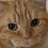 lang (@ijustwanna0924) 's Twitter Profile