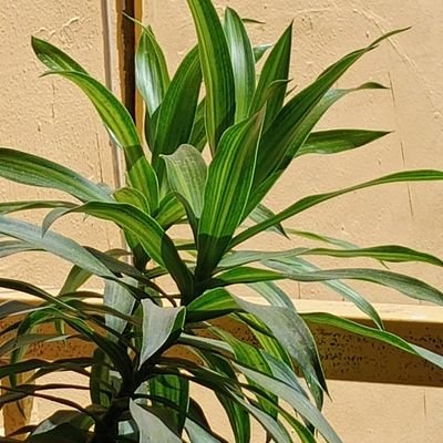 ItsMeAM12's profile picture. Don't knock