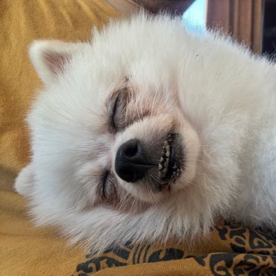 ms0219cmbd's profile picture. 海外在住。旅行と犬が好きなオッサンです！