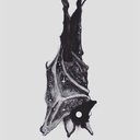 Bat Keck - @batkeck - Twitter