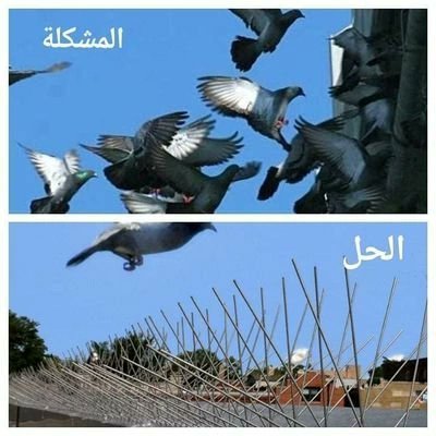 لا تدع الحمام يعكّر صفو منزلك! هل تعلم أن تراكم فضلات الحمام على أسطح المنازل يمكن أن يسبب تلف البلاط وانتشار الحشرات؟ 🦟🤯 الحل بسيط! تركيب طارد الحمام الاحتر