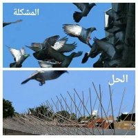 شركة تركيب طارد حمام بالرياض (@aazxcvbnm99) Twitter profile photo