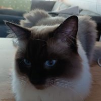 Herman (@devrijwilleger) 's Twitter Profile