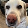 MargoMooster's profile picture. Hi I’m a 8 year old Labrador I love my family FOOD 😋 swimming 🏊🏻‍♀️ my family say I’m obsessed with playing ball 🎾 and sticks 😁 born 29/4/2017
