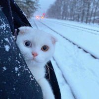 fethiyeyasar39 (@fethiyeyasar39) 's Twitter Profile