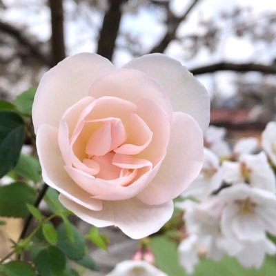 ガーデニング、特にバラか好きなチミーです🌹 無言フォロー失礼します🙇♀️小さな庭で、色々な植物を育てています🌳可愛くて癒されるものが好きなので、最近はシルバニアとフラワーミッフィーにもハマっています🐰🫶