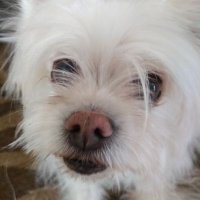 Anna Panna#SilniRazem (@ania68684_anna) 's Twitter Profile Photo Anna Panna#SilniRazem (@ania68684_anna) 's Twitter Profile Photo