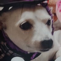 sweet petite Jessie r.i.p.22/02/2022🇬🇧. (@stephenpye19) 's Twitter Profile