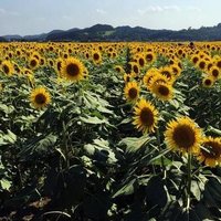 興亞🌻 (@xingya0611) 's Twitter Profile
