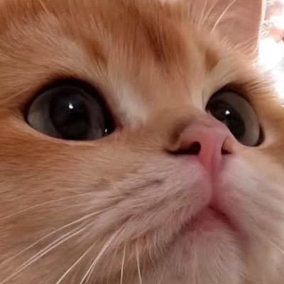 ad_Lin1's profile picture. .ai 自宅警備員。時々トレードです。明るい農民。時々配送。ナトリウムチャネルと塩の博士。