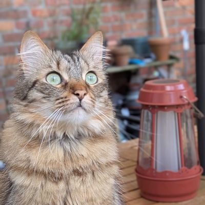 zaswear's profile picture. 