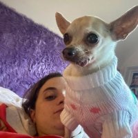 ☆smosh as dogs☆ (@smoshasdogs) 's Twitter Profile Photo