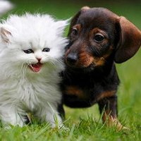 No Context Animals (@animalnocontext) 's Twitter Profile