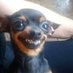 Animais fofinhos e fodas para alegrar seu dia (@cachorrin_fofin) Twitter profile photo Animais fofinhos e fodas para alegrar seu dia (@cachorrin_fofin) Twitter profile photo