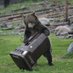Stoic Silver Bear (@stoicsilverbear) Twitter profile photo Stoic Silver Bear (@stoicsilverbear) Twitter profile photo