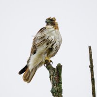 Robert🐺 (@wildforbiology) 's Twitter Profile Photo Robert🐺 (@wildforbiology) 's Twitter Profile Photo
