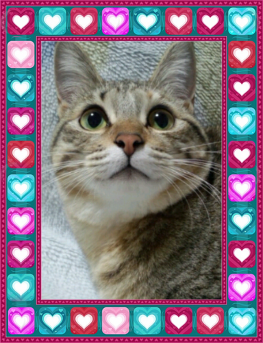 banana0877's profile picture. 猫が大好き🐈💕ﾗｯｺのﾒｲﾁｬﾝ🦦ｷﾗﾁｬﾝ🦦💕┃松坂桃李ｻﾝ┃戸田恵梨香ｻﾝ┃津田健次郎ｻﾝ┃Novelbright 竹中雄大ｸﾝの歌声と笑顔が大好き♡┃ﾄﾞﾗﾏ・俳優ﾂｲｰﾄ多め。朝ﾄﾞﾗ視聴。