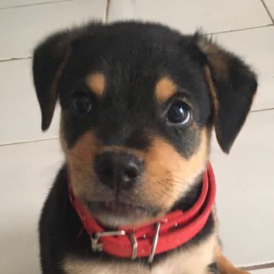 Bolacheyra's profile picture. 