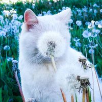 🌸🥛•malahiya•🥛🌸 (@malahiya_milk) 's Twitter Profile Photo 🌸🥛•malahiya•🥛🌸 (@malahiya_milk) 's Twitter Profile Photo