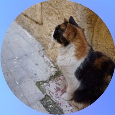 makimatatabi's profile picture. 好物は佐藤健さんとたけ活と放浪の旅とチョコ。最近9割健さん💕年何回か詰め込み過ぎの旅をする💼ときどきイエモン🐒
まかろんのろんはたけるんのるんみたいなものということで。