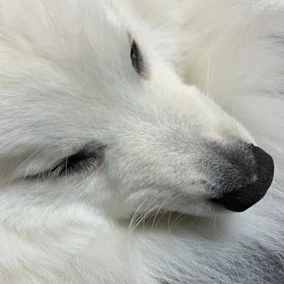 monoeasaan's profile picture. 偶に絵を描き、偶にいいねをし、偶に推し活をします。アキロゼさんを応援しています。