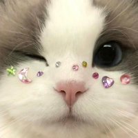 lucio (@lungalungss) 's Twitter Profile