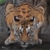 binibiki1234's profile picture. 