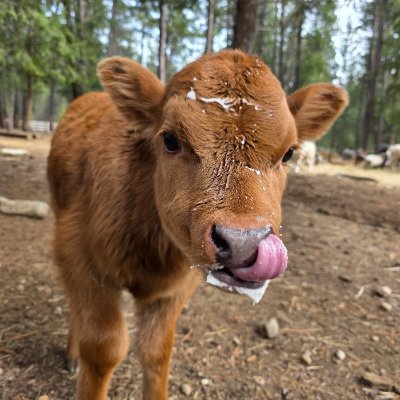 All-Natural, Pasture Raised, Grass-Fed Beef, Pork and Lamb with no added Hormones, Antibiotics, or Vaccines. *NOW SHIPPING NATIONWIDE!*