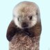 らっこたん⚡🐻🐻 (@_rare_animals_) Twitter profile photo らっこたん⚡🐻🐻 (@_rare_animals_) Twitter profile photo