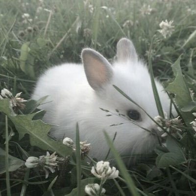 ｡:°ꕤ︎︎..♡*