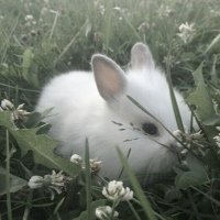 幸 (@3cillx) 's Twitter Profile