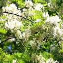 misun lee - @medalmountain - Twitter