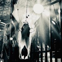 Rain Dog (@raindog226) 's Twitter Profile Photo Rain Dog (@raindog226) 's Twitter Profile Photo