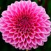 Dalia 🩵 (@daliarey_) Twitter profile photo Dalia 🩵 (@daliarey_) Twitter profile photo