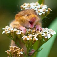why you should have an animal (@shouldhaveanima) 's Twitter Profile Photo why you should have an animal (@shouldhaveanima) 's Twitter Profile Photo
