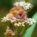 why you should have an animal (@shouldhaveanima) Twitter profile photo why you should have an animal (@shouldhaveanima) Twitter profile photo