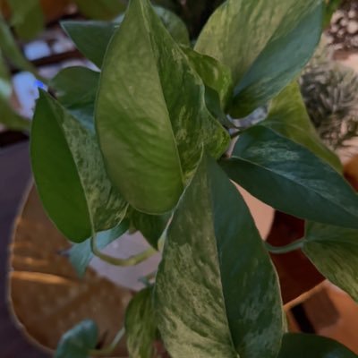 plantiegirlie's profile picture. 