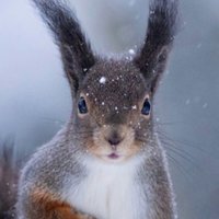 Nancy Castaldo (@ncastaldoauthor) 's Twitter Profile Photo Nancy Castaldo (@ncastaldoauthor) 's Twitter Profile Photo