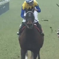 データ競馬公式X (@datakeibax) 's Twitter Profile