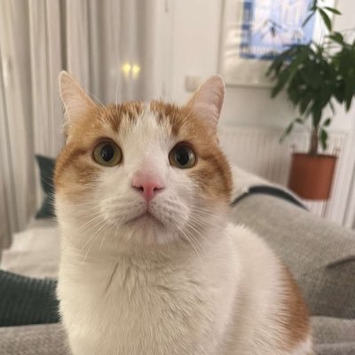 Yakatsy's profile picture. Petit croqueur de mollet, machine à ronron, Velcro à humain