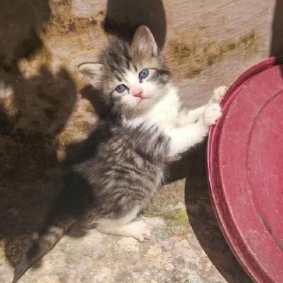 kouceilanaitsi's profile picture. 