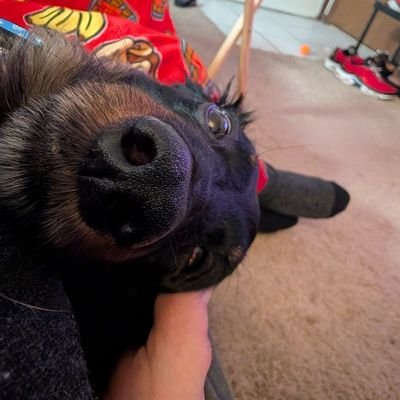 Izaelia2494's profile picture. 